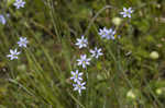 Common blue-eyed grass